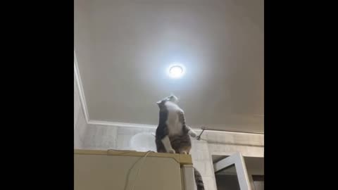 Electrician of the year