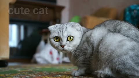 Cute 🥰 beautiful 🥰 cat 🐈