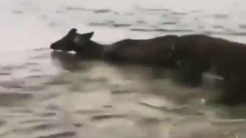 Ruthless Komodo dragon having a picnic on the beach