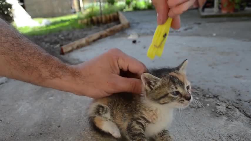 Must Watch!! How to Deactivate a cat [cute]