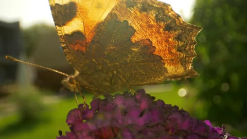 Butterfly leaving a flower