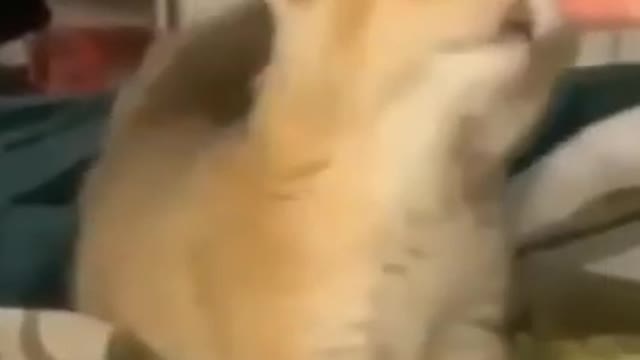 Funny 🐈🐈🐈 cat video