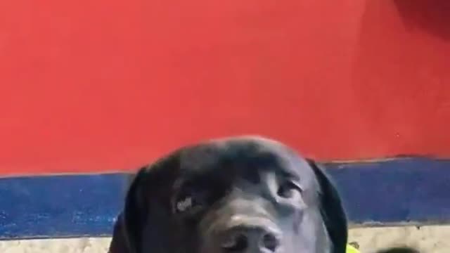 So cute labrador new video best seen