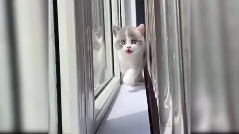 So adorable kitty😍