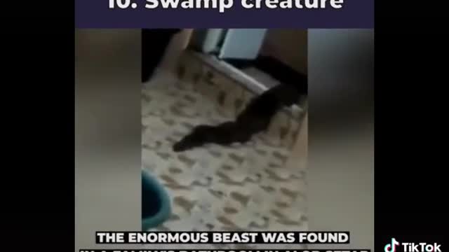 SWAMP MONSTER EMERGED FROM A TOILET IN MALAYSIA.