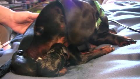 Dachshund first puppy birth live