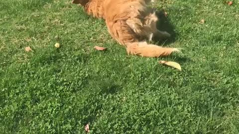 Golden dog laying and rolling on grass