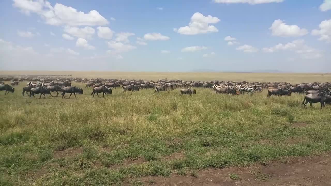 Safari Migration