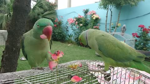 Amazing Parrot