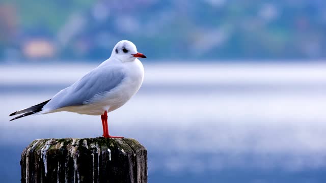 gull-bird-sitting-wood-pillar