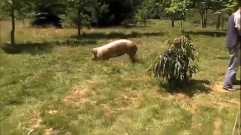 Pasture izing The Pigs