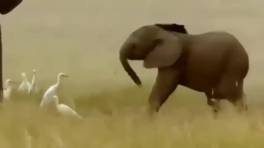 Baby elephant discovers his trunk for the first time !