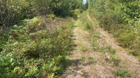 Walking Out A Old Wood Road