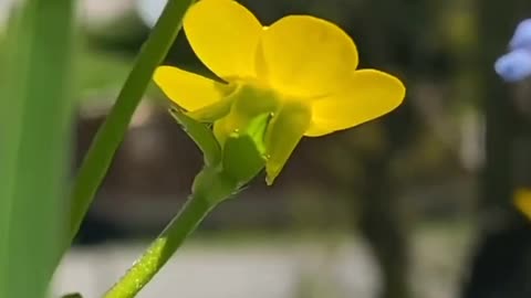 Beautiful Nature - Beautiful Flowers