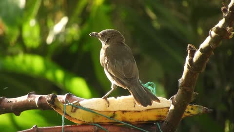 Watch the little bird and you will feel psychological comfort