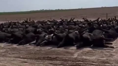 Stunning footage of thousands (10k+) of dead cattle in Kansas yesterday.