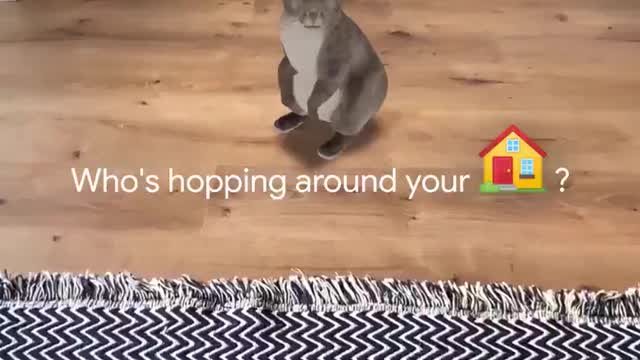 Meet Life Sized Rabbit