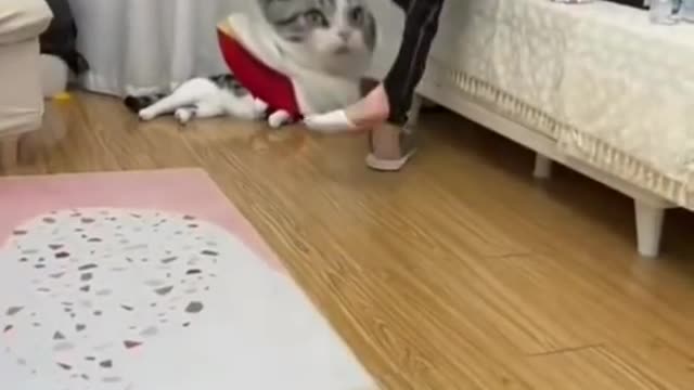 Super Cute Citty In The World