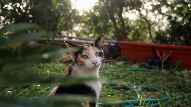 Cat Near Plant