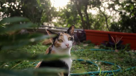 Cat Near Plant