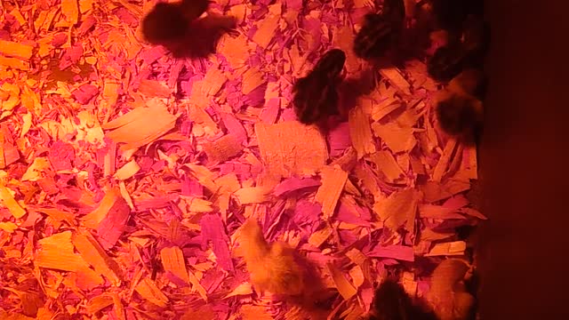 Cluster Clump of Button Quail