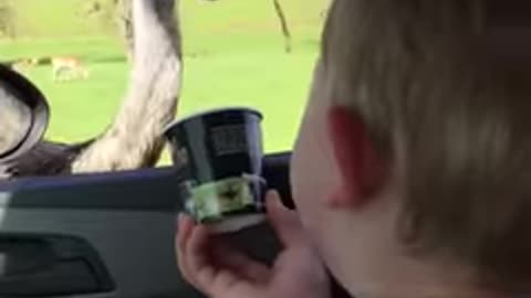 Baby Can't Stop Laughing At Ostrich Eating Food