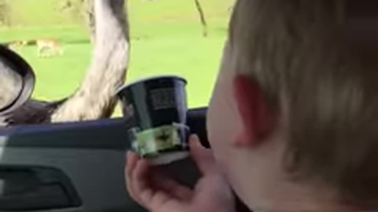 Baby Can't Stop Laughing At Ostrich Eating Food