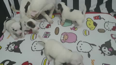 puppies being naughty