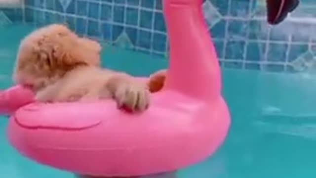 Golden retriever puppy swimming cutest video on YouTube