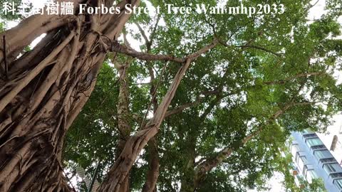 科士街樹牆 Forbes Street Tree Wall, mhp2033, Jan 2022 #科士街石牆樹群 #科士街樹牆 #forbes_street