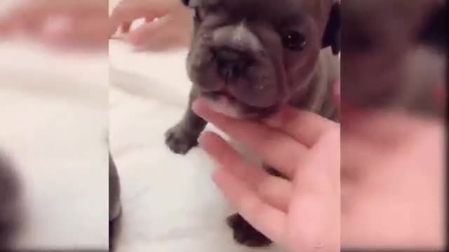 Cute dog
