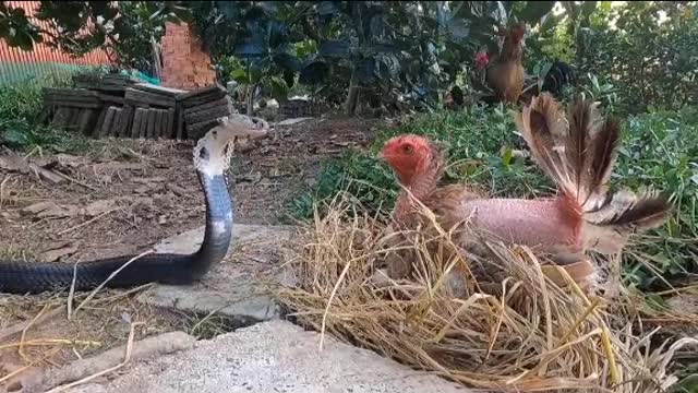 Hen and snake