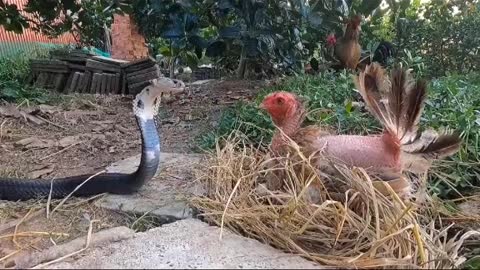 Hen and snake