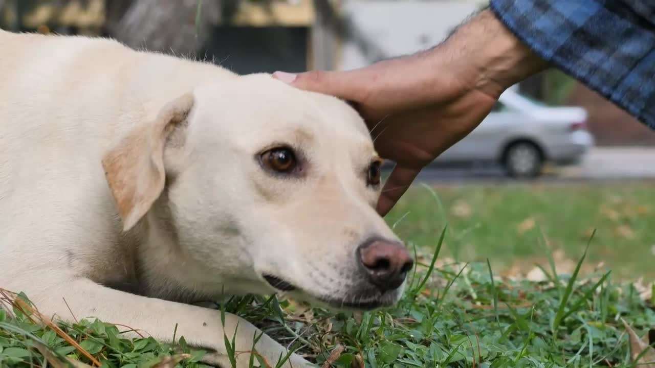 Stroking a dog lying on the grass