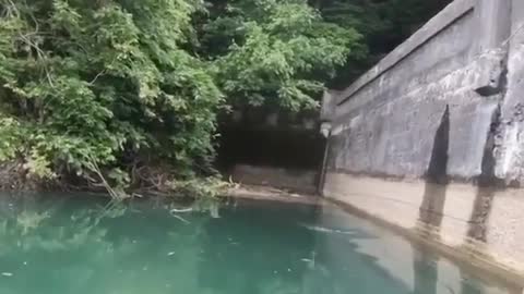 This is a beautiful and charming water-dwelling species