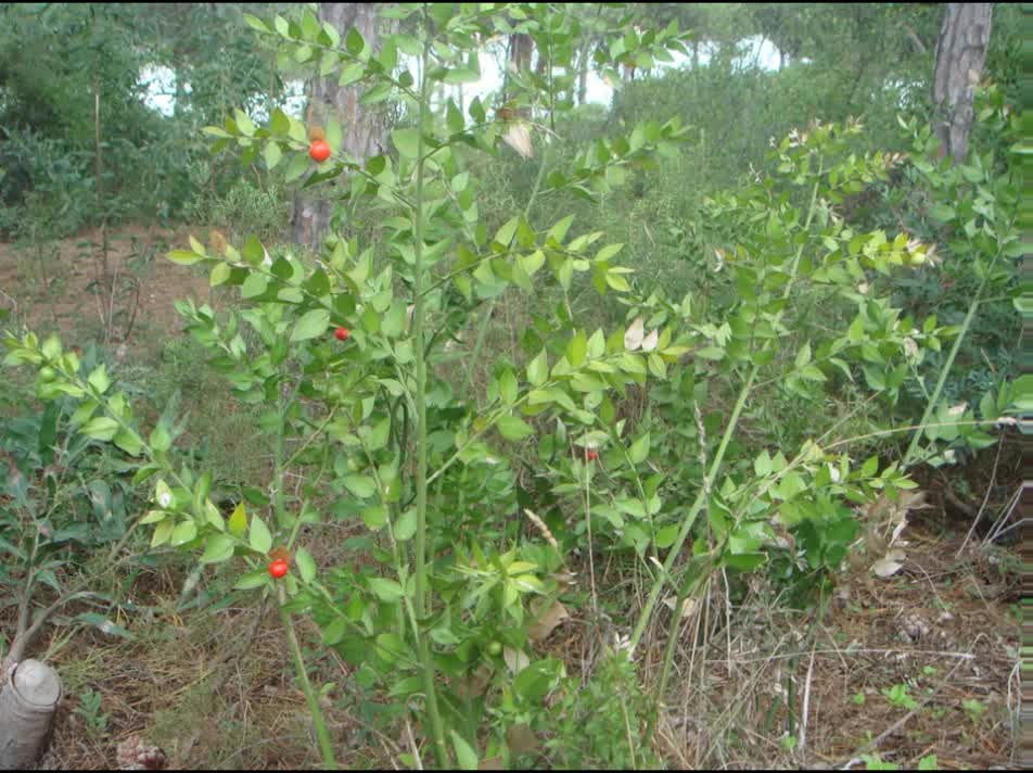 Gilbardeira ( ruscus aculeatus ) serve para varizes e hemorroidas