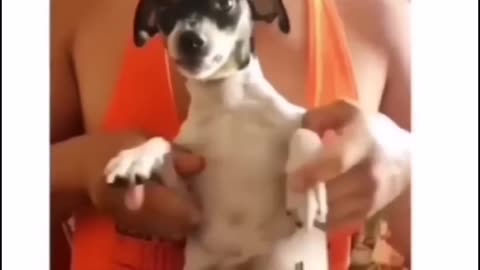 A Pawsitively Funny Compilation