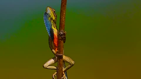 Wildlife & Funs