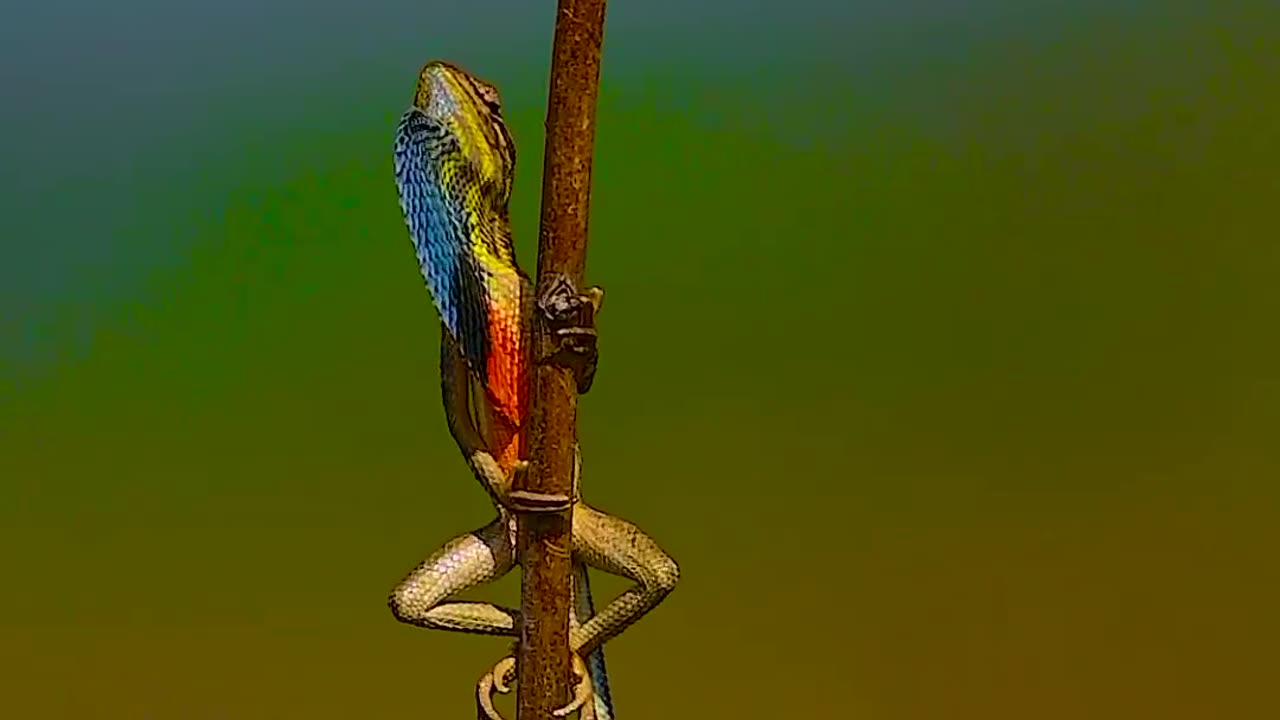 Wildlife & Funs
