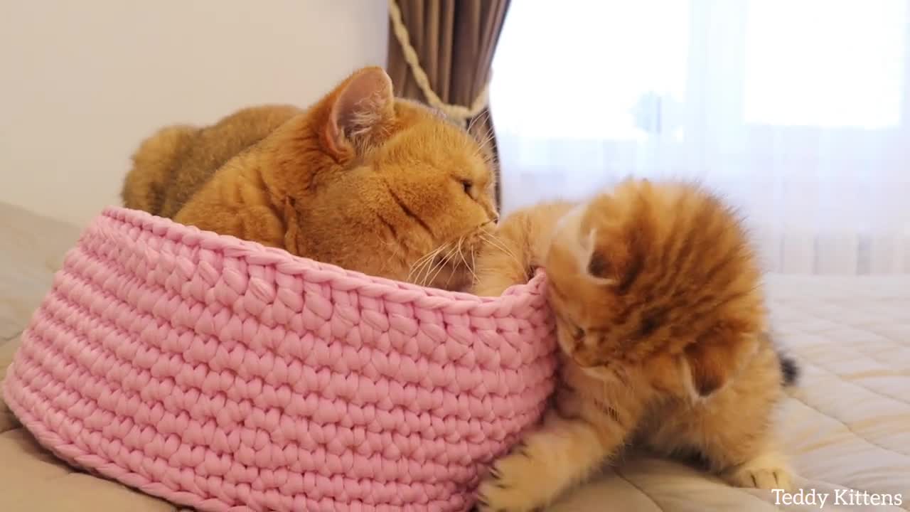 Kitten Muffin worries his dad William
