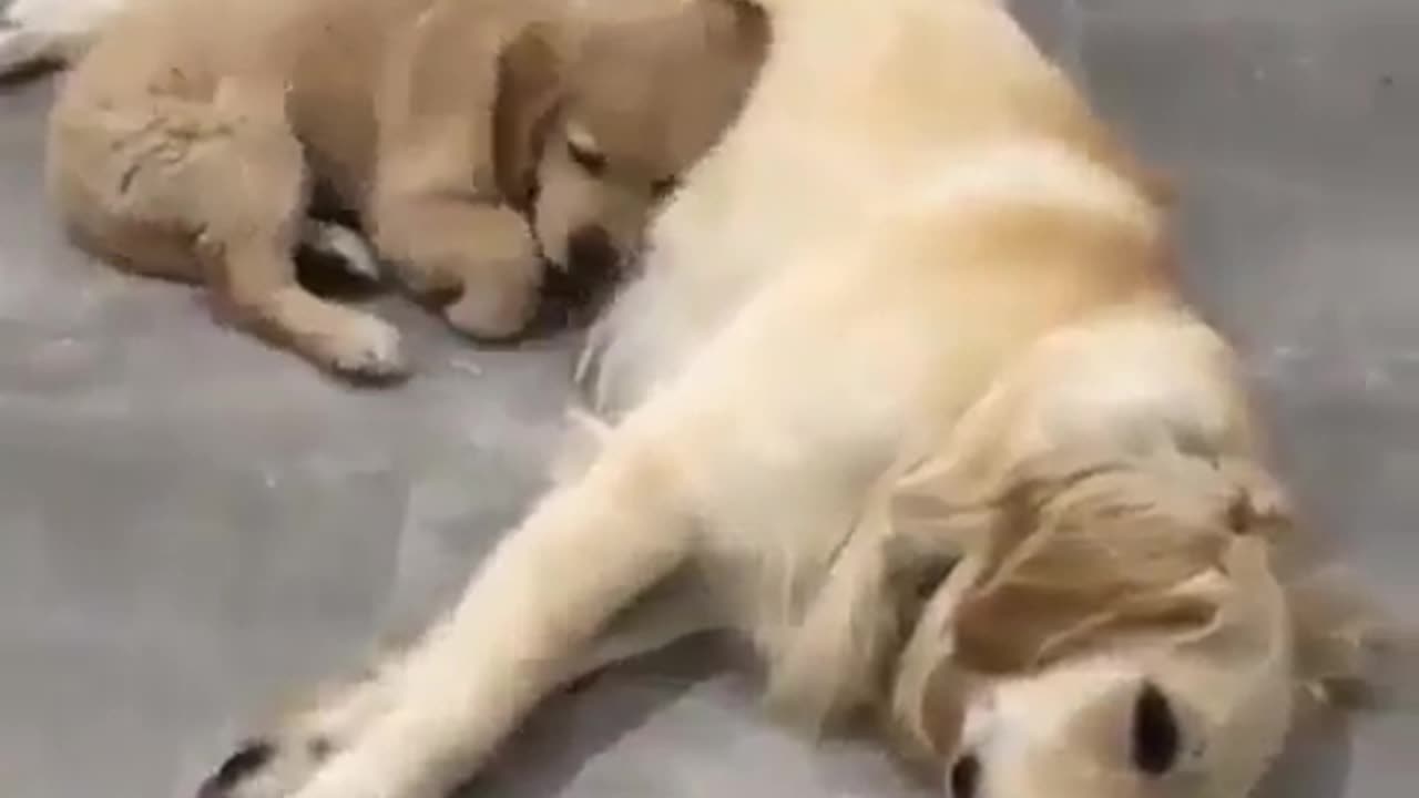 Little puppy and mother