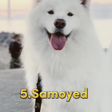 Top 10 most beautiful Dogs