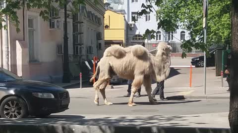 A camel walks in the center of a big city