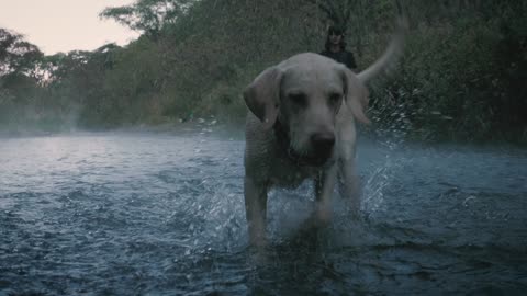 dog catch ball in water