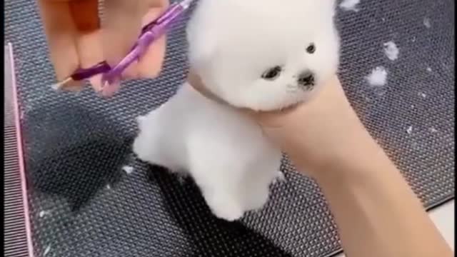 Dog's Hair Cutting || Cutting My Cutie's Hair