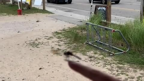 Thousands of Dragonflies Swarm Rhode Island Beach