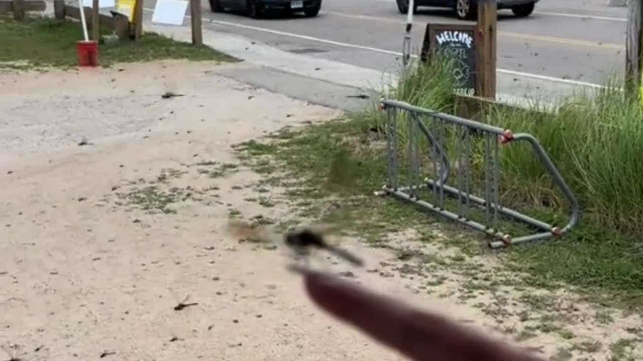 Thousands of Dragonflies Swarm Rhode Island Beach