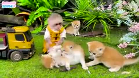 Monkey,Cate Funny Vedio.....