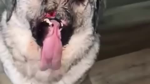 Funny dog video