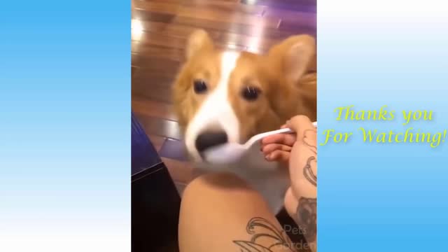 How to feed your dog when you really don't want to